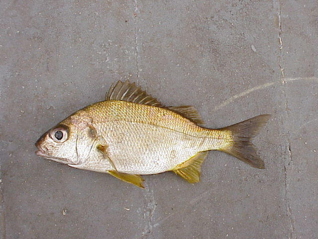 (Pomadasys Lacepède, 1803) Род ПОМАДАЗИСЫ, РЫБЫВОРЧУНЫ, ХРЮКАЛЬЩИКИ 36